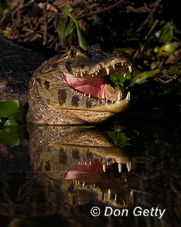 Yacare Caiman