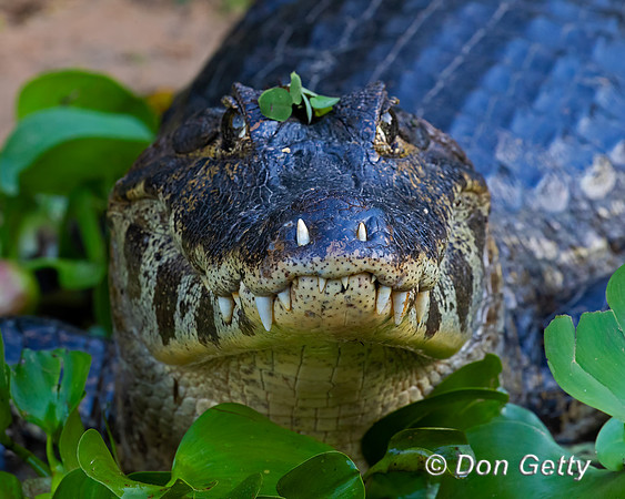 Yacare Caiman