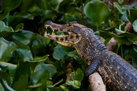 Yacare Caiman