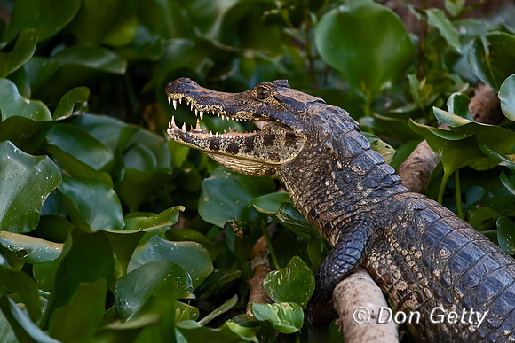 Yacare Caiman