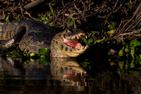 Yacare Caiman