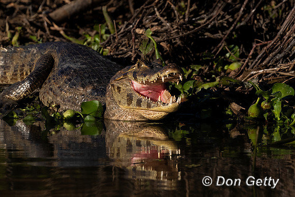 Yacare Caiman