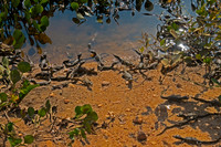 Yacare Caiman