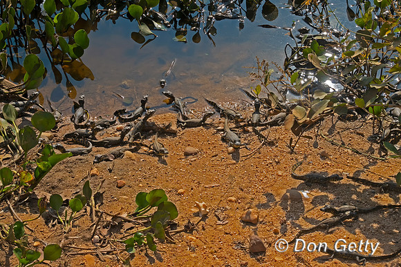 Yacare Caiman
