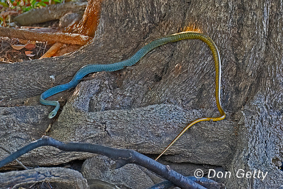 Yellow-tailed Cribo