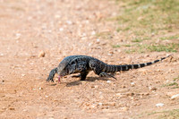 Black and White Tegu