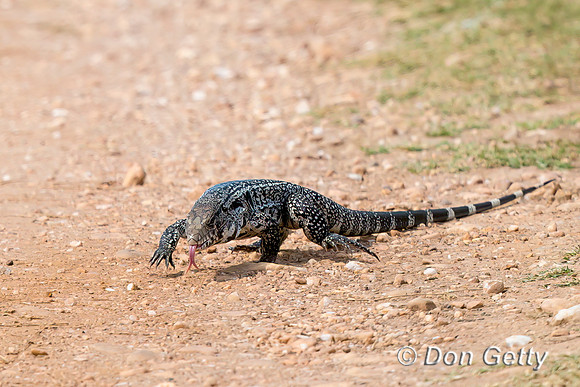 Black and White Tegu