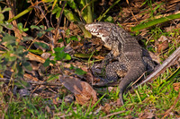 Black and White Tegu