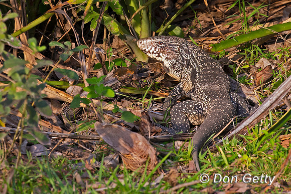 Black and White Tegu
