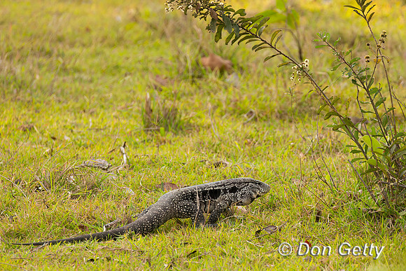 Black and White Tegu