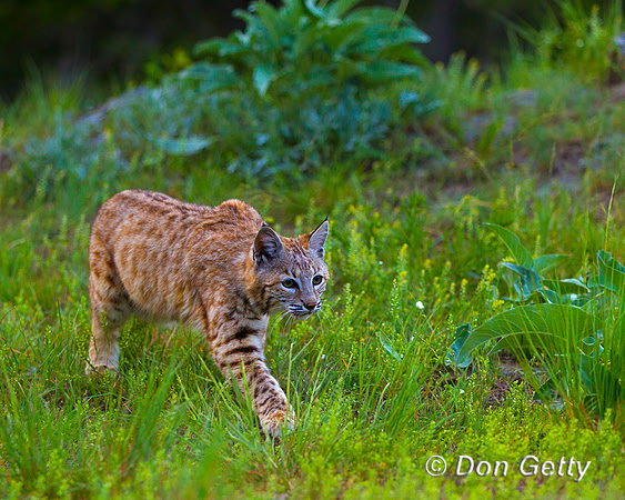 Bobcat_Z2F2191