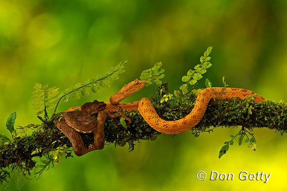 Eyelash Viper
