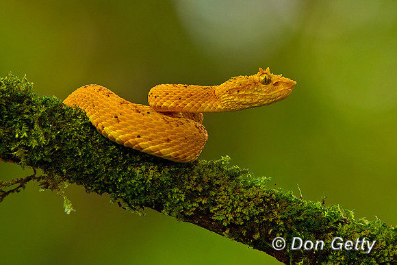 Eyelash Viper