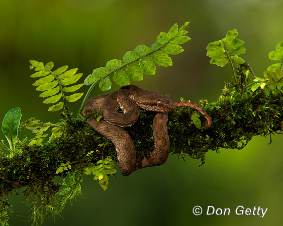 Eyelash Viper