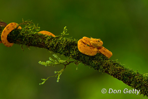 Eyelash Viper