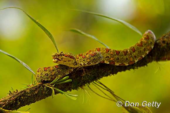 Eyelash Viper