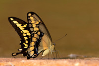 Swallowtail Butterfly