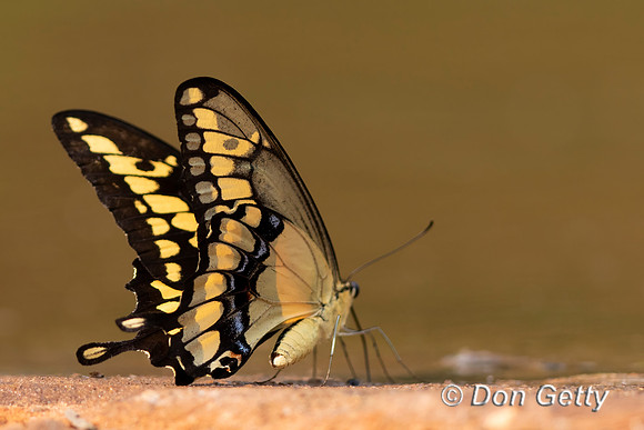 Swallowtail Butterfly