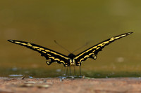 Swallowtail Butterfly