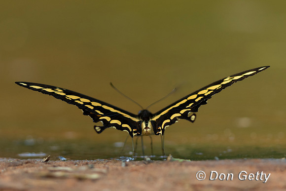 Swallowtail Butterfly