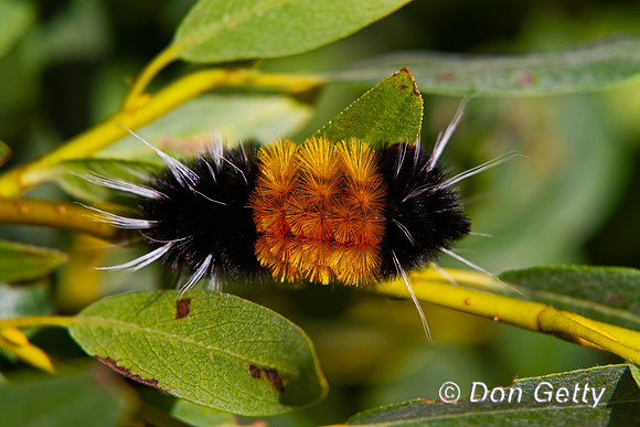 Woolly Bear Caterpillar
