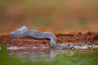 Coachwhip