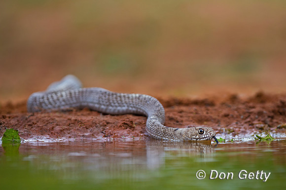 Coachwhip
