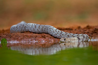 Coachwhip