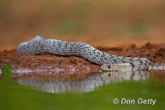 Coachwhip