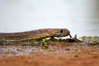 Coachwhip