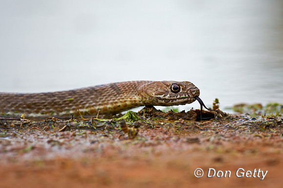 Coachwhip