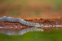 Coachwhip