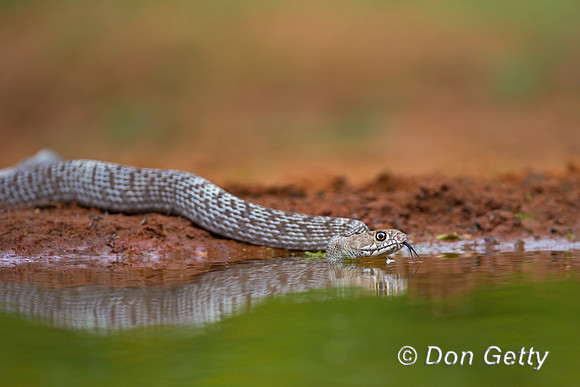 Coachwhip