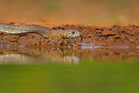 Coachwhip