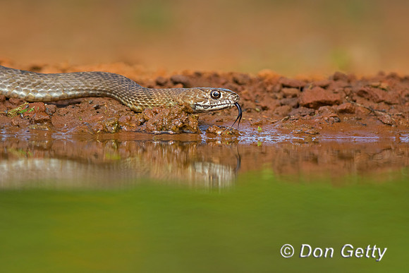 Coachwhip