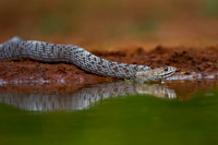 Coachwhip