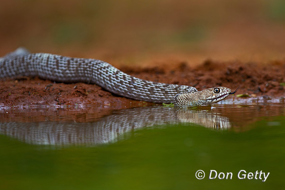 Coachwhip