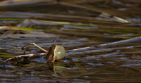 Boreal Chorus Frog