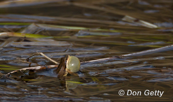 Boreal Chorus Frog