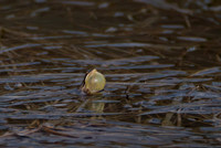 Boreal Chorus Frog