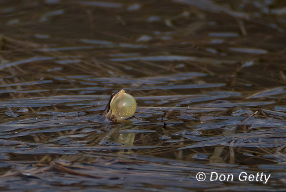 Boreal Chorus Frog