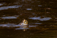 Boreal Chorus Frog