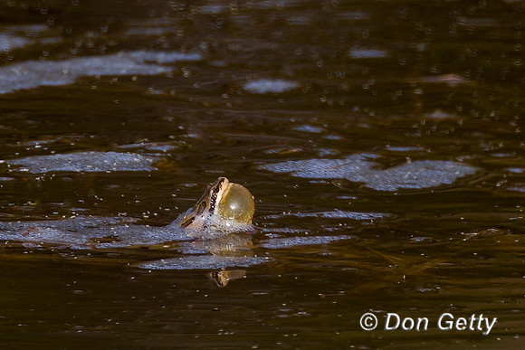 Boreal Chorus Frog