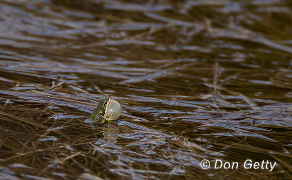 Boreal Chorus Frog