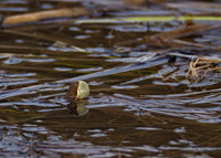 Boreal Chorus Frog