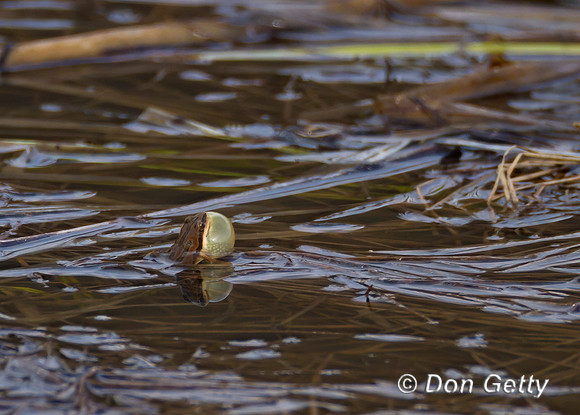 Boreal Chorus Frog