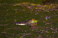 Bullfrog