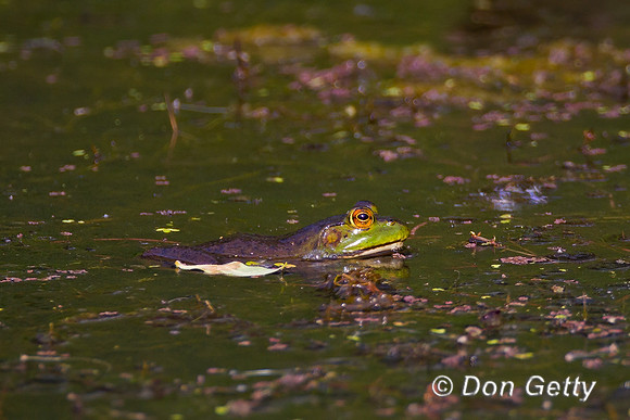 Bullfrog