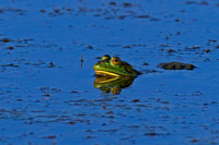 Bullfrog
