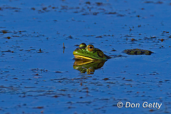 Bullfrog